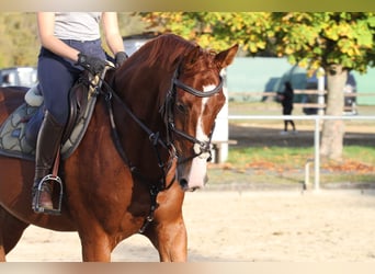Deutsches Sportpferd, Stute, 7 Jahre, 167 cm, Fuchs
