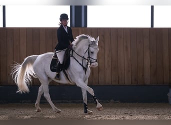 Deutsches Sportpferd, Stute, 7 Jahre, 167 cm, Schimmel