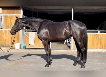 Deutsches Sportpferd, Stute, 7 Jahre, 167 cm, Schwarzbrauner