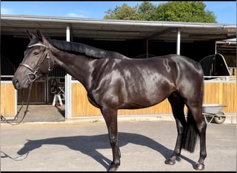 Deutsches Sportpferd, Stute, 7 Jahre, 167 cm, Schwarzbrauner