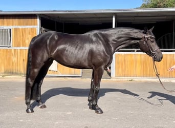 Deutsches Sportpferd, Stute, 7 Jahre, 167 cm, Schwarzbrauner