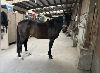 Deutsches Sportpferd, Stute, 7 Jahre, 168 cm, Brauner