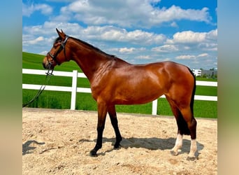 Deutsches Sportpferd, Stute, 7 Jahre, 168 cm, Brauner