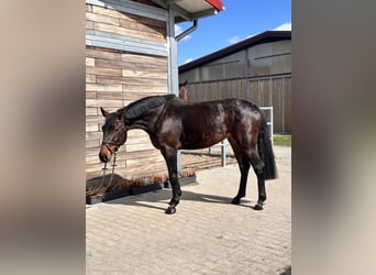 Deutsches Sportpferd, Stute, 7 Jahre, 168 cm, Brauner