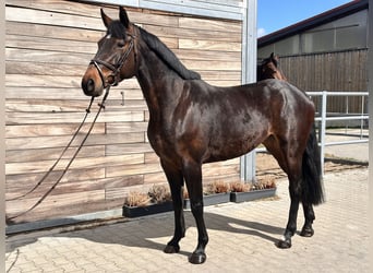 Deutsches Sportpferd, Stute, 7 Jahre, 168 cm, Brauner