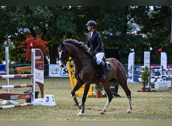 Deutsches Sportpferd, Stute, 7 Jahre, 168 cm, Brauner