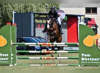 Deutsches Sportpferd, Stute, 7 Jahre, 168 cm, Brauner