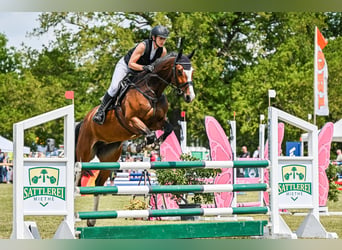 Deutsches Sportpferd, Stute, 7 Jahre, 168 cm, Brauner