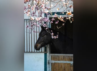 Deutsches Sportpferd, Stute, 7 Jahre, 168 cm, Dunkelbrauner