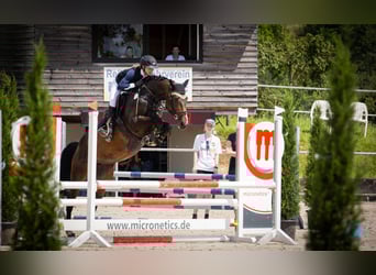 Deutsches Sportpferd, Stute, 7 Jahre, 168 cm, Dunkelbrauner