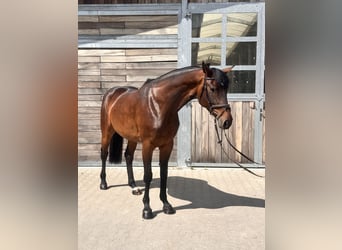 Deutsches Sportpferd, Stute, 7 Jahre, 168 cm, Dunkelbrauner