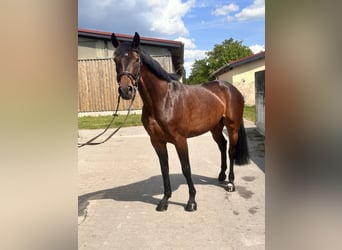 Deutsches Sportpferd, Stute, 7 Jahre, 168 cm, Dunkelbrauner