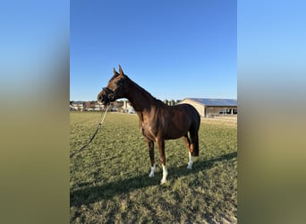 Deutsches Sportpferd, Stute, 7 Jahre, 168 cm, Dunkelfuchs