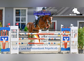 Deutsches Sportpferd, Stute, 7 Jahre, 168 cm, Dunkelfuchs