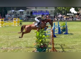 Deutsches Sportpferd, Stute, 7 Jahre, 168 cm, Dunkelfuchs