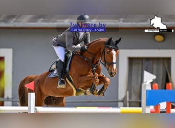 Deutsches Sportpferd, Stute, 7 Jahre, 168 cm, Dunkelfuchs