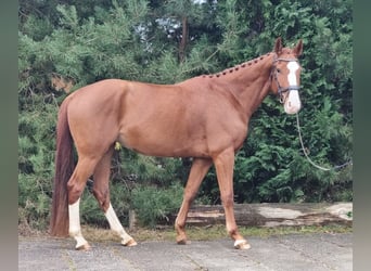 Deutsches Sportpferd, Stute, 7 Jahre, 168 cm, Fuchs