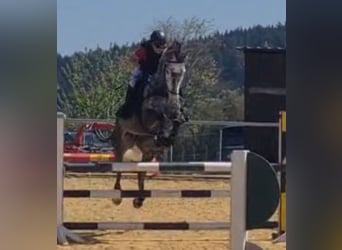 Deutsches Sportpferd, Stute, 7 Jahre, 168 cm, Rappschimmel