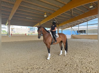 Deutsches Sportpferd, Stute, 7 Jahre, 169 cm, Brauner