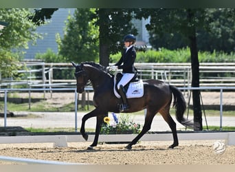 Deutsches Sportpferd, Stute, 7 Jahre, 169 cm, Dunkelbrauner