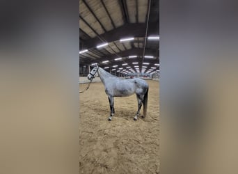 Deutsches Sportpferd, Stute, 7 Jahre, 170 cm, Apfelschimmel