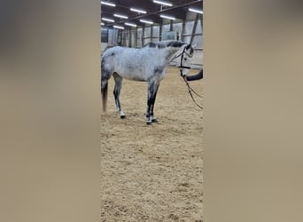 Deutsches Sportpferd, Stute, 7 Jahre, 170 cm, Apfelschimmel