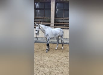 Deutsches Sportpferd, Stute, 7 Jahre, 170 cm, Apfelschimmel