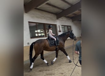 Deutsches Sportpferd, Stute, 7 Jahre, 170 cm, Brauner