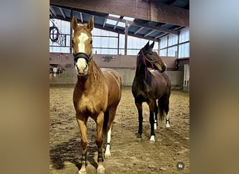Deutsches Sportpferd, Stute, 7 Jahre, 170 cm, Brauner