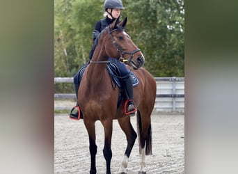 Deutsches Sportpferd, Stute, 7 Jahre, 170 cm, Brauner