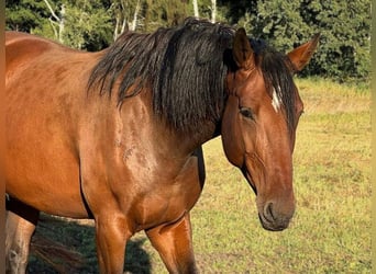 Deutsches Sportpferd, Stute, 7 Jahre, 170 cm, Brauner