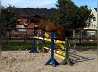 Deutsches Sportpferd, Stute, 7 Jahre, 170 cm, Brauner