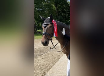 Deutsches Sportpferd, Stute, 7 Jahre, 170 cm, Brauner
