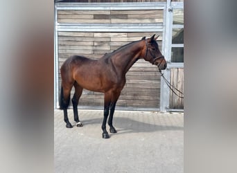 Deutsches Sportpferd, Stute, 7 Jahre, 170 cm, Dunkelbrauner