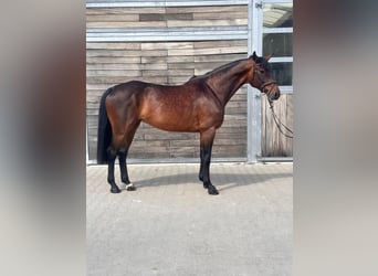 Deutsches Sportpferd, Stute, 7 Jahre, 170 cm, Dunkelbrauner