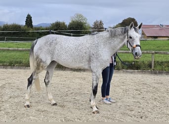 Deutsches Sportpferd, Stute, 7 Jahre, 170 cm, Fliegenschimmel