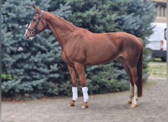 Deutsches Sportpferd, Stute, 7 Jahre, 170 cm, Fuchs