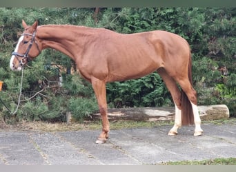 Deutsches Sportpferd, Stute, 7 Jahre, 170 cm, Fuchs