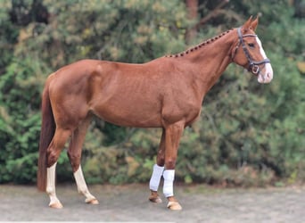 Deutsches Sportpferd, Stute, 7 Jahre, 170 cm, Fuchs