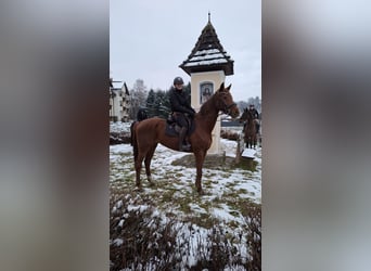 Deutsches Sportpferd, Stute, 7 Jahre, 170 cm, Fuchs