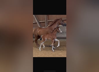 Deutsches Sportpferd, Stute, 7 Jahre, 170 cm, Fuchs