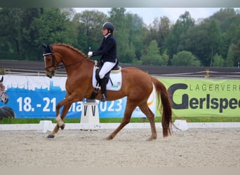 Deutsches Sportpferd, Stute, 7 Jahre, 170 cm, Fuchs