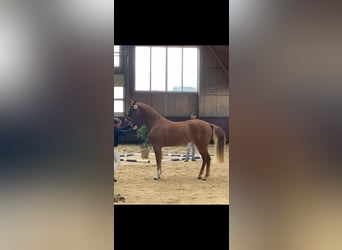 Deutsches Sportpferd, Stute, 7 Jahre, 170 cm, Fuchs