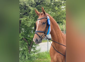 Deutsches Sportpferd, Stute, 7 Jahre, 170 cm, Fuchs