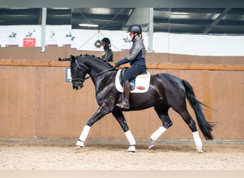 Deutsches Sportpferd, Stute, 7 Jahre, 170 cm, Rappe