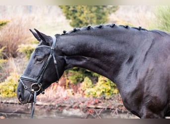Deutsches Sportpferd, Stute, 7 Jahre, 170 cm, Rappe