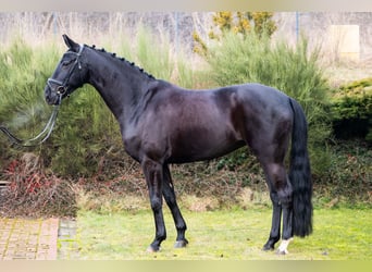 Deutsches Sportpferd, Stute, 7 Jahre, 170 cm, Rappe