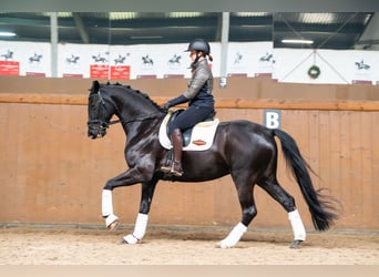 Deutsches Sportpferd, Stute, 7 Jahre, 170 cm, Rappe