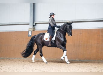 Deutsches Sportpferd, Stute, 7 Jahre, 170 cm, Rappe