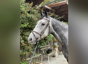 Deutsches Sportpferd, Stute, 7 Jahre, 170 cm, Schimmel